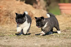 Akita: American Akita puppies (Canis lupus familiaris)