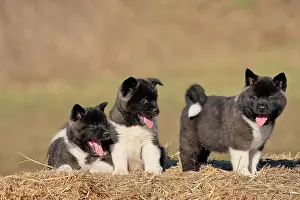 Akita: American Akita puppies (Canis lupus familiaris)