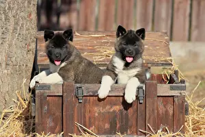 Familiaris: American Akita puppies (Canis lupus familiaris)