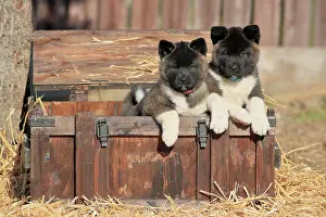 Familiaris: American Akita puppies (Canis lupus familiaris)