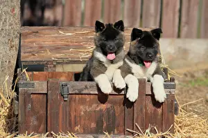 Familiaris: American Akita puppies (Canis lupus familiaris)
