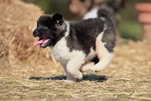 Akita: American Akita puppy (Canis lupus familiaris), running