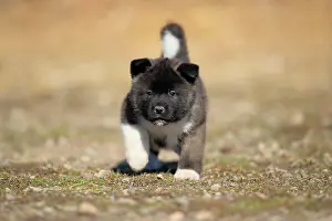 Akita: American Akita puppy (Canis lupus familiaris), running