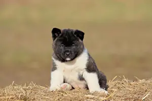 Akita: American Akita puppy (Canis lupus familiaris), sitting