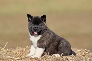 Akita: American Akita puppy (Canis lupus familiaris), sitting