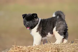 Akita: American Akita puppy (Canis lupus familiaris), standing