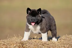 Akita: American Akita puppy (Canis lupus familiaris), standing
