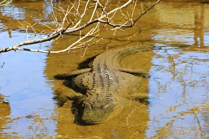 American Alligator