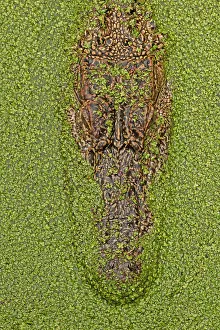 Feature Idea - Animal Camouflage: American Alligator