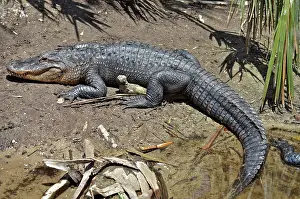 Thermoregulating: American Alligator