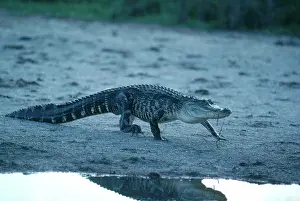 Retiles: American Alligator
