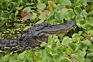 Corkscrew: American Alligator