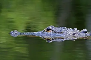 Alligatoridae: American Alligator