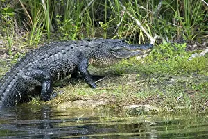 Alligatoridae: American Alligator