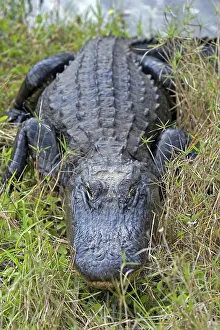 Alligatoridae: American Alligator