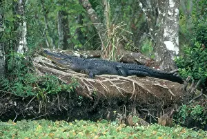 Gator: American Alligator