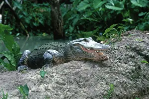 Gator: American Alligator