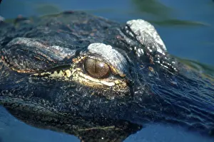 Gator: American Alligator