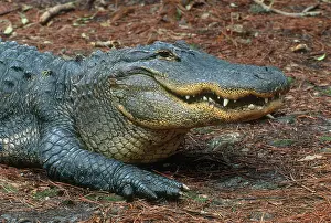 Gator: American Alligator