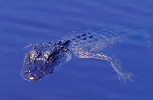 Gator: American Alligator
