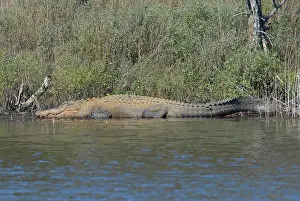 Alligatoridae: American Alligator