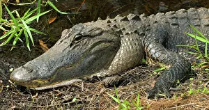 Pike: American Alligator
