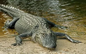 Pike: American Alligator