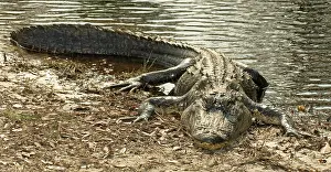 Pike: American Alligator