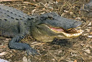 Pike: American Alligator