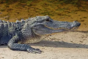 Pike: American Alligator
