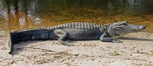 Pike: American Alligator