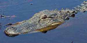 Pike: American Alligator