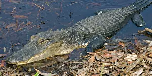 Pike: American Alligator