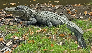 Pike: American Alligator