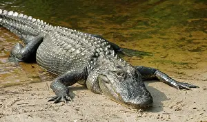 Pike: American Alligator