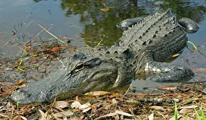 Pike: American Alligator