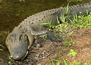 Pike: American Alligator