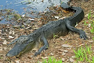 Pike: American Alligator