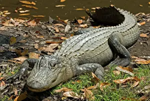 Pike: American Alligator