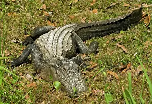 Pike: American Alligator