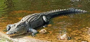 Pike: American Alligator