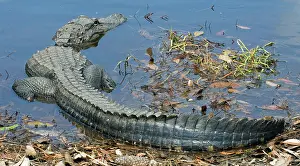Pike: American Alligator