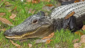 Pike: American Alligator