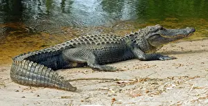 Pike: American Alligator