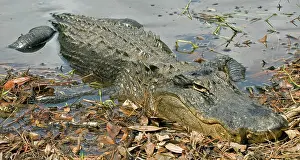 Pike: American Alligator