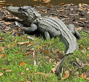 Pike: American Alligator