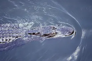 Pike: American Alligator