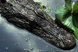 Pike: American Alligator