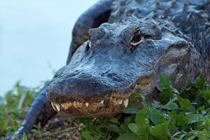 Alligators: American Alligator