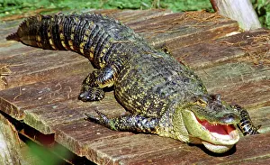 Alligators: American Alligator